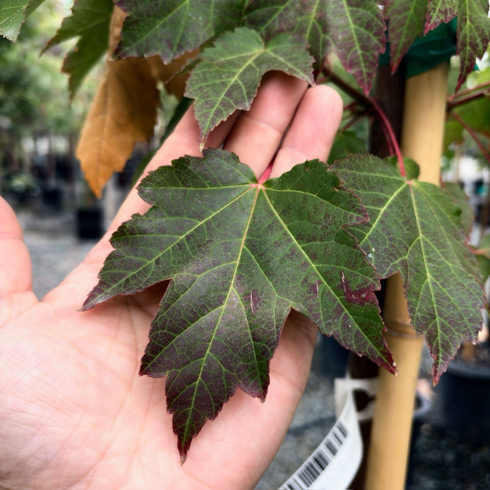 October Glory Red Maple
