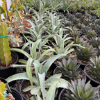 Octopus Agave