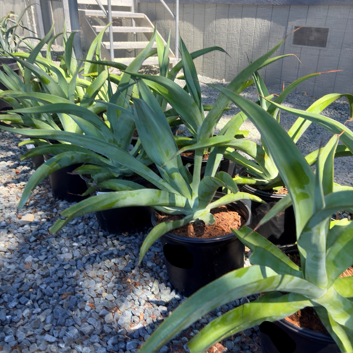 Octopus Agave