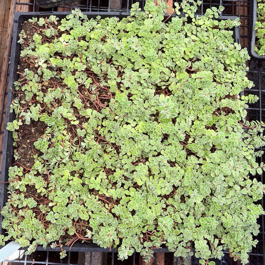 Ogon Stonecrop plants in a pot on a wooden surface with a statue and flowers in the background