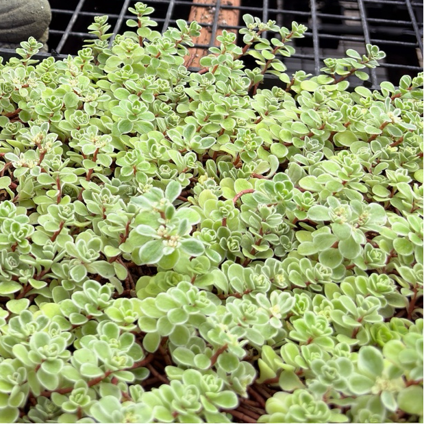 Ceramic frog statue among potted Sedum makinoi ‘Ogon’ in a garden setting