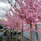 Okame Flowering Cherry