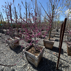 Oklahoma Redbud