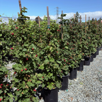 Olallie Blackberry