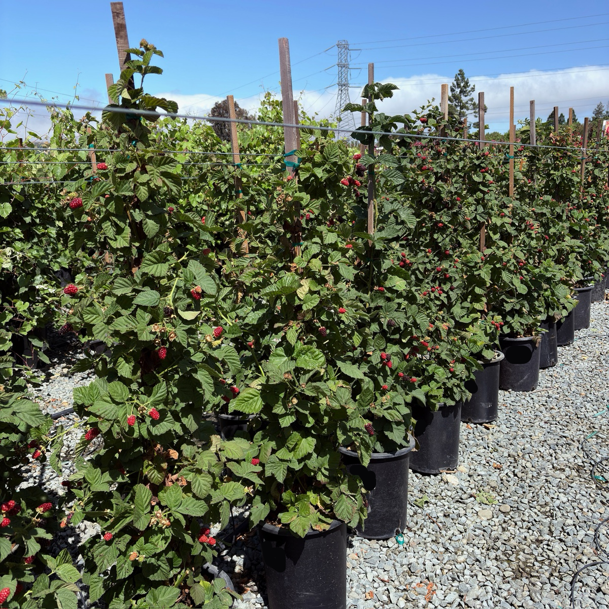 Olallie Blackberry