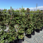 Olallie Blackberry