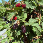  Olallie Blackberry