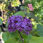 Old Glory Lilac