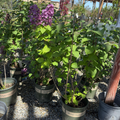 Old Glory Lilac