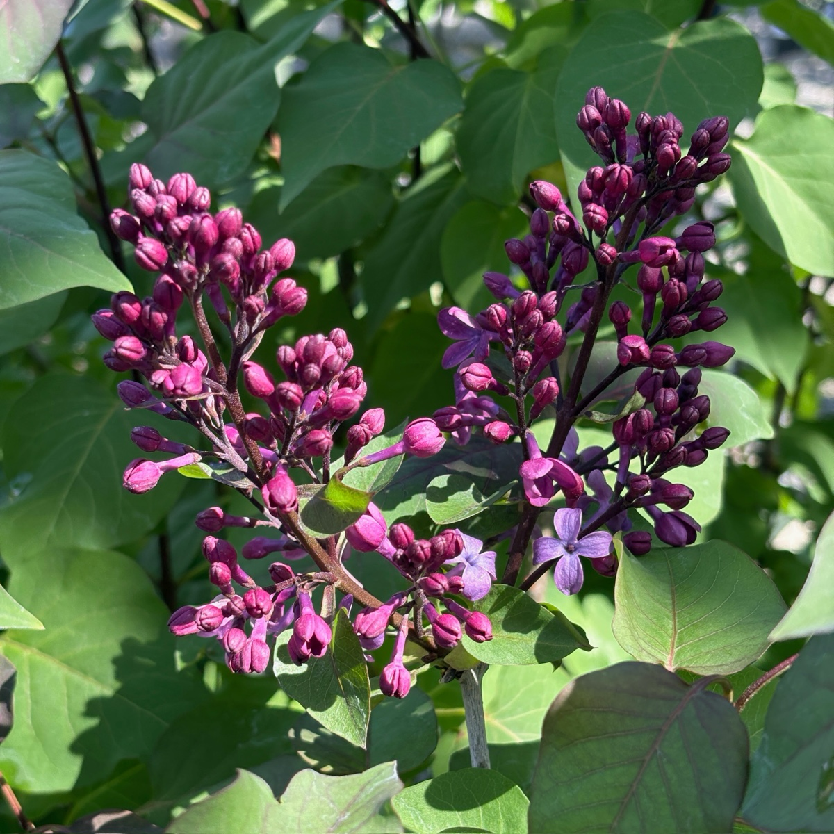 Old Glory Lilac