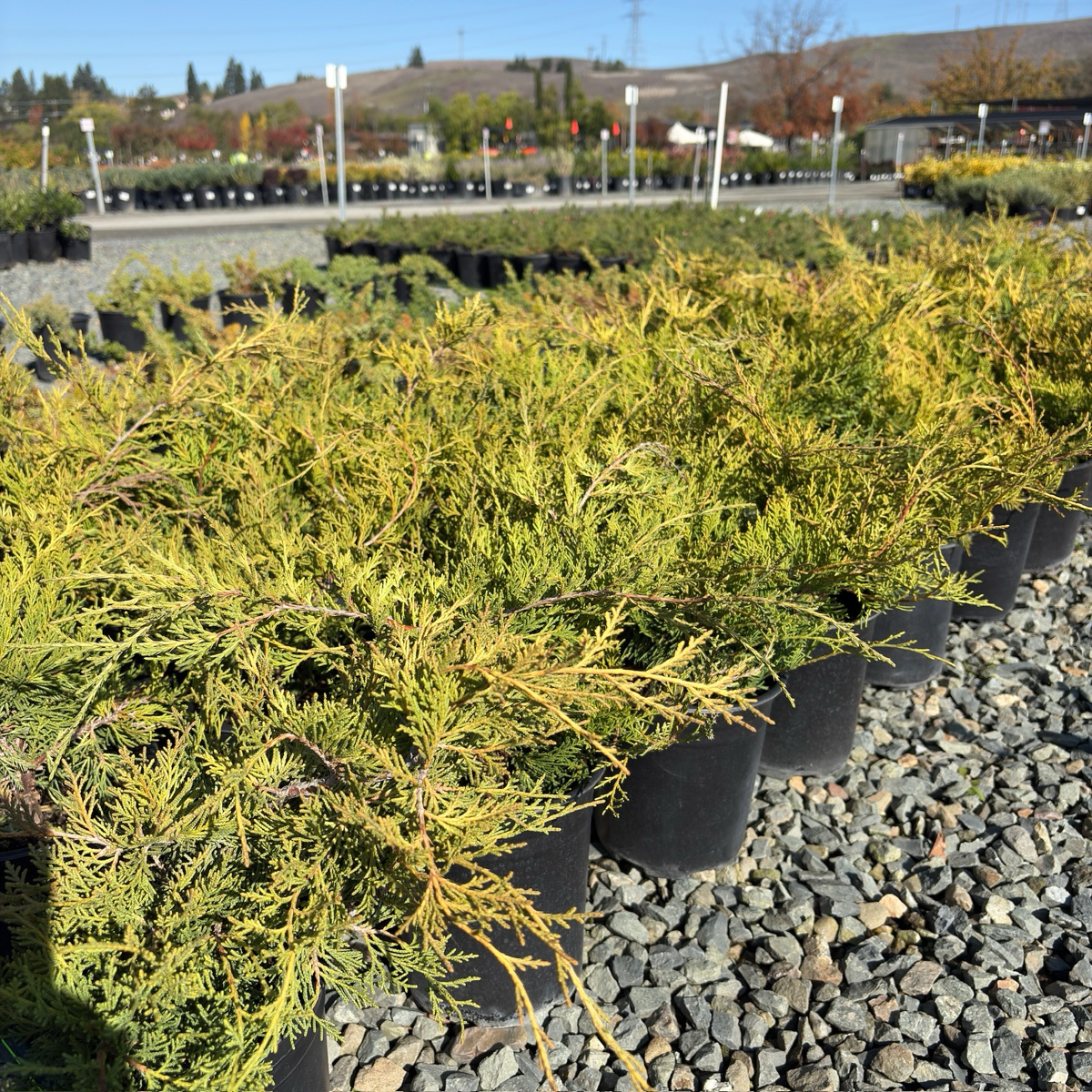 Old Gold Chinese Juniper