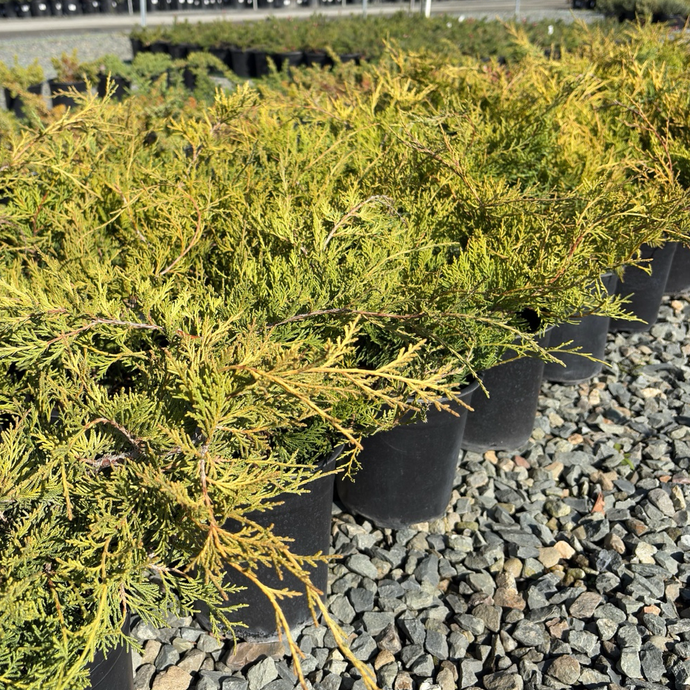 Old Gold Chinese Juniper