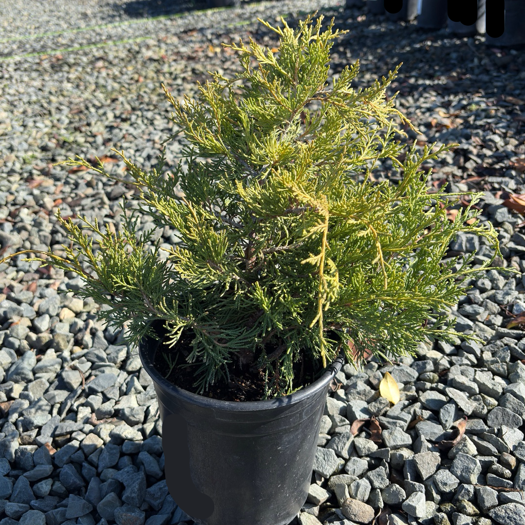 Old Gold Chinese Juniper
