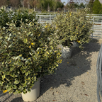 Olive Martini Silverberry