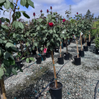 Olympiad Hybrid Tea Rose