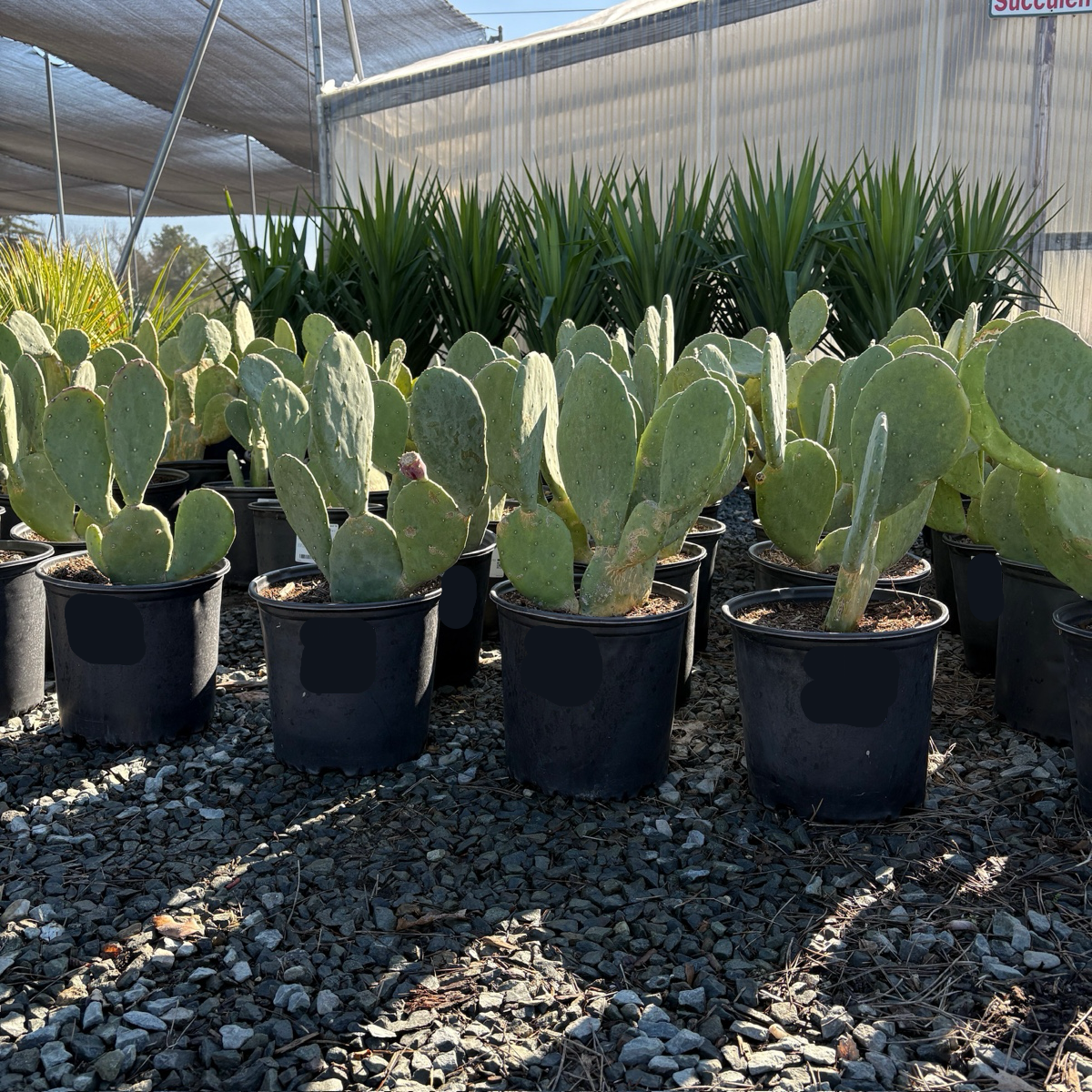 Opuntia cacanapa 'Ellisiana'