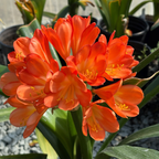 Close-up of bright orange flowers Orange Belgian Hybrid Bush Lily with green leaves in a garden setting.
