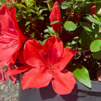 Orange Delight Azalea