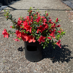Orange Delight Azalea