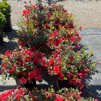Orange Delight Azalea