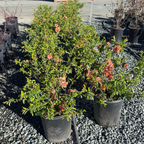 Orange Flowering Quince