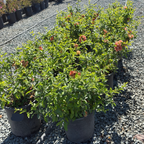 Orange Flowering Quince