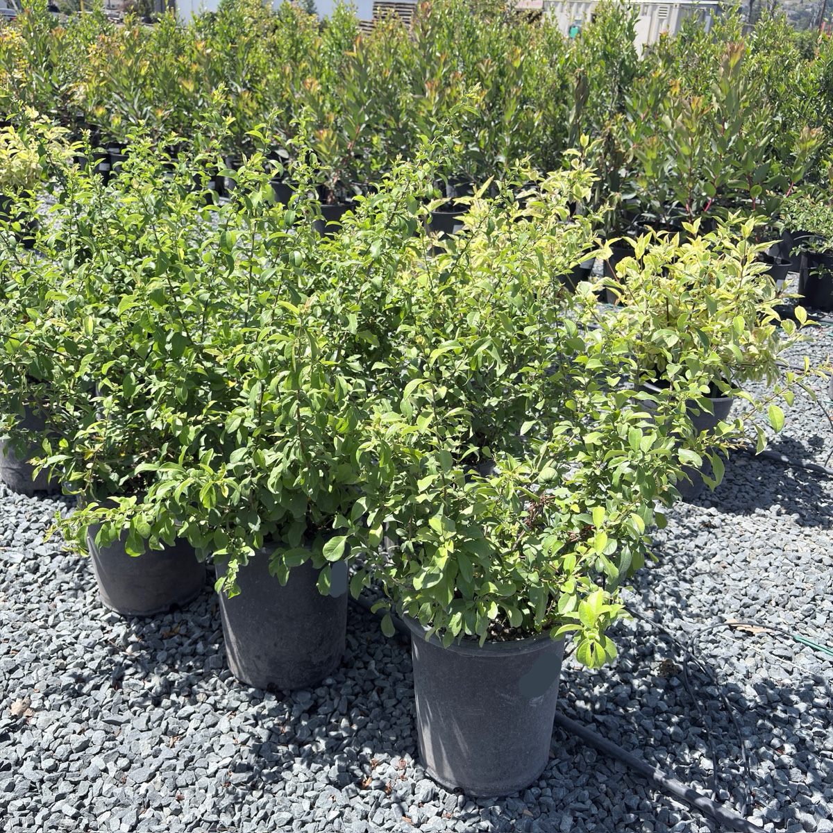 Orange Flowering Quince