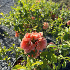 Orange Flowering Quince