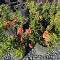 Orange Flowering Quince