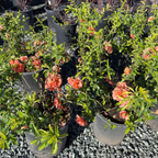 Orange Flowering Quince