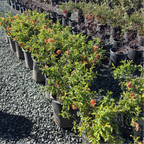 Orange Flowering Quince