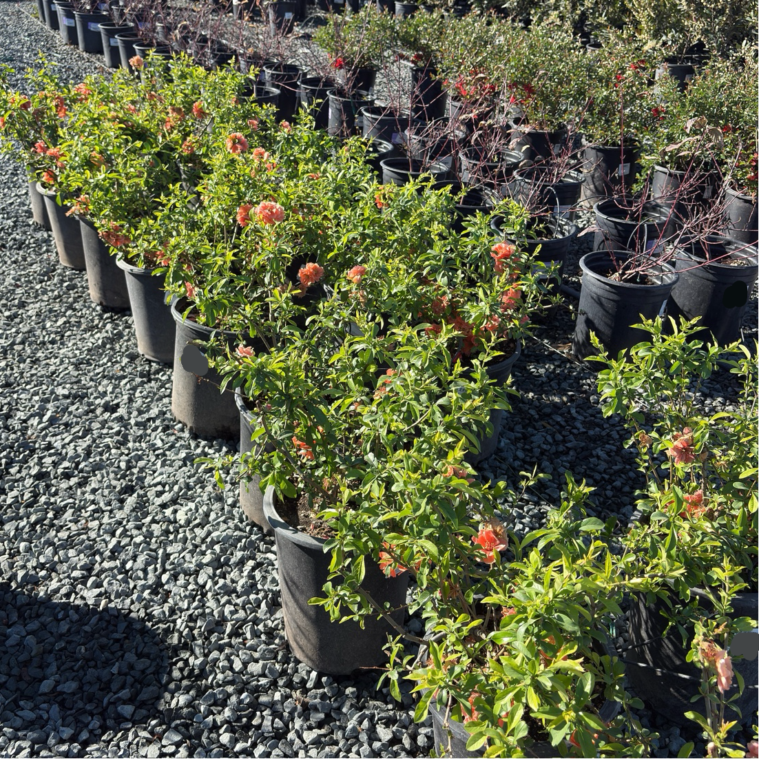 Orange Flowering Quince