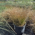 Orange New Zealand Sedge