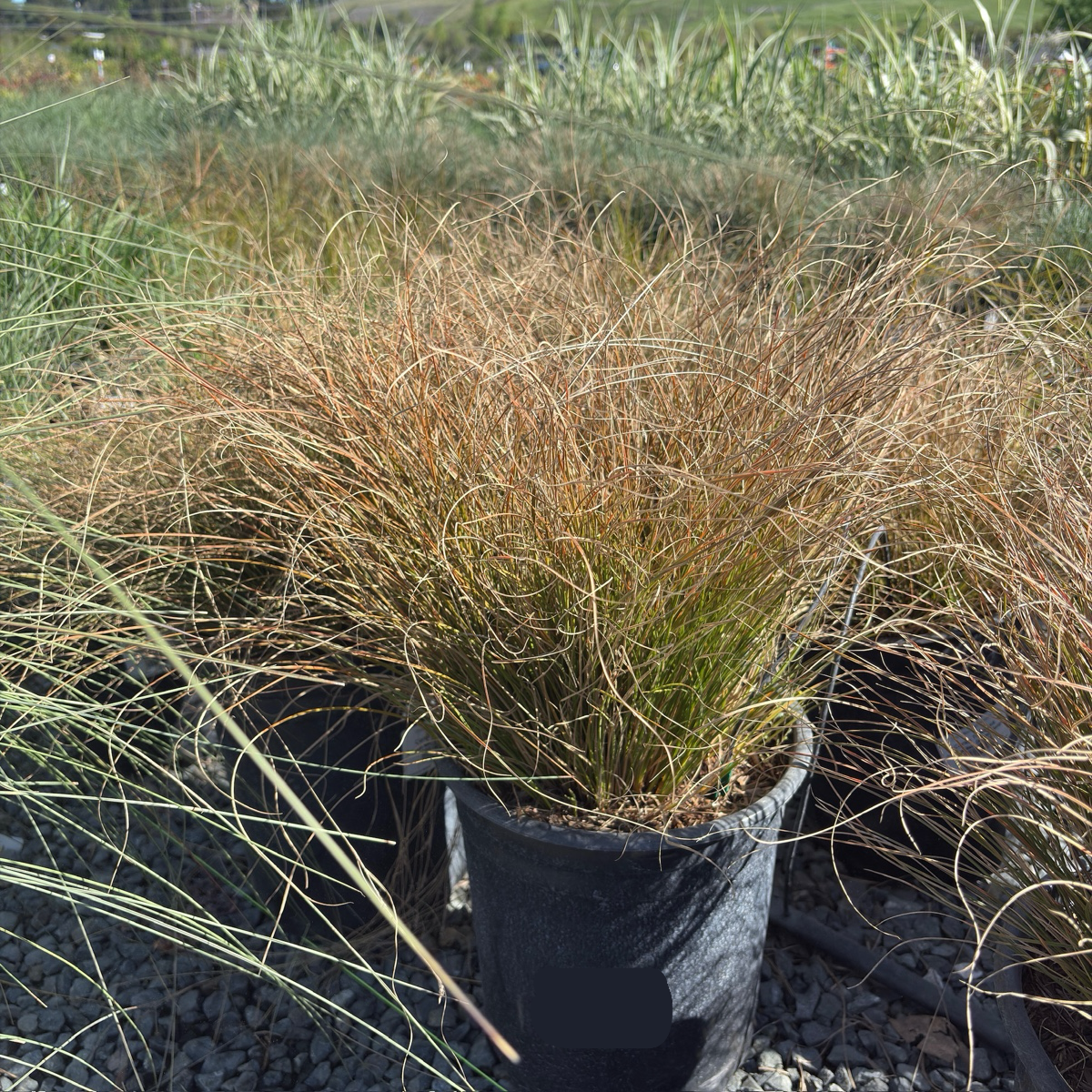 Orange New Zealand Sedge