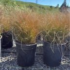 Orange New Zealand Sedge