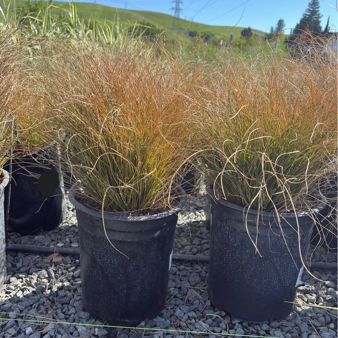 Orange New Zealand Sedge