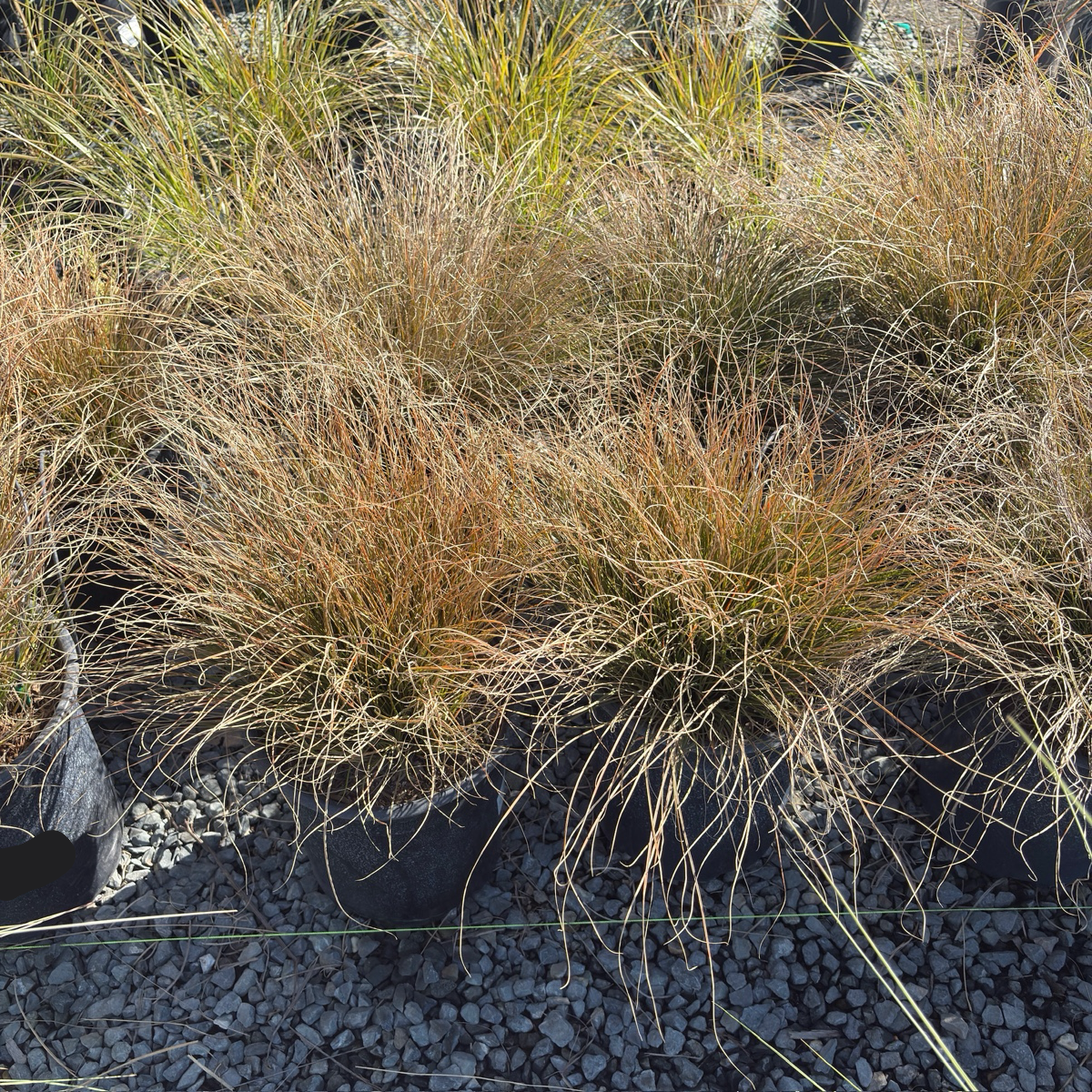 Orange New Zealand Sedge