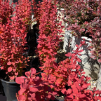 Orange Rocket Barberry with a person wearing a black jacket and white gloves standing among it.