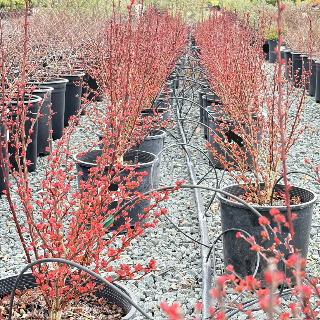 橙火箭日本小檗｜直立彩叶灌木｜庭院景观焦点– Victory Nursery