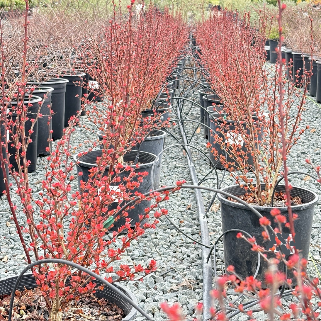Row of potted Orange Rocket Barberry plants with red foliage in a nursery setting