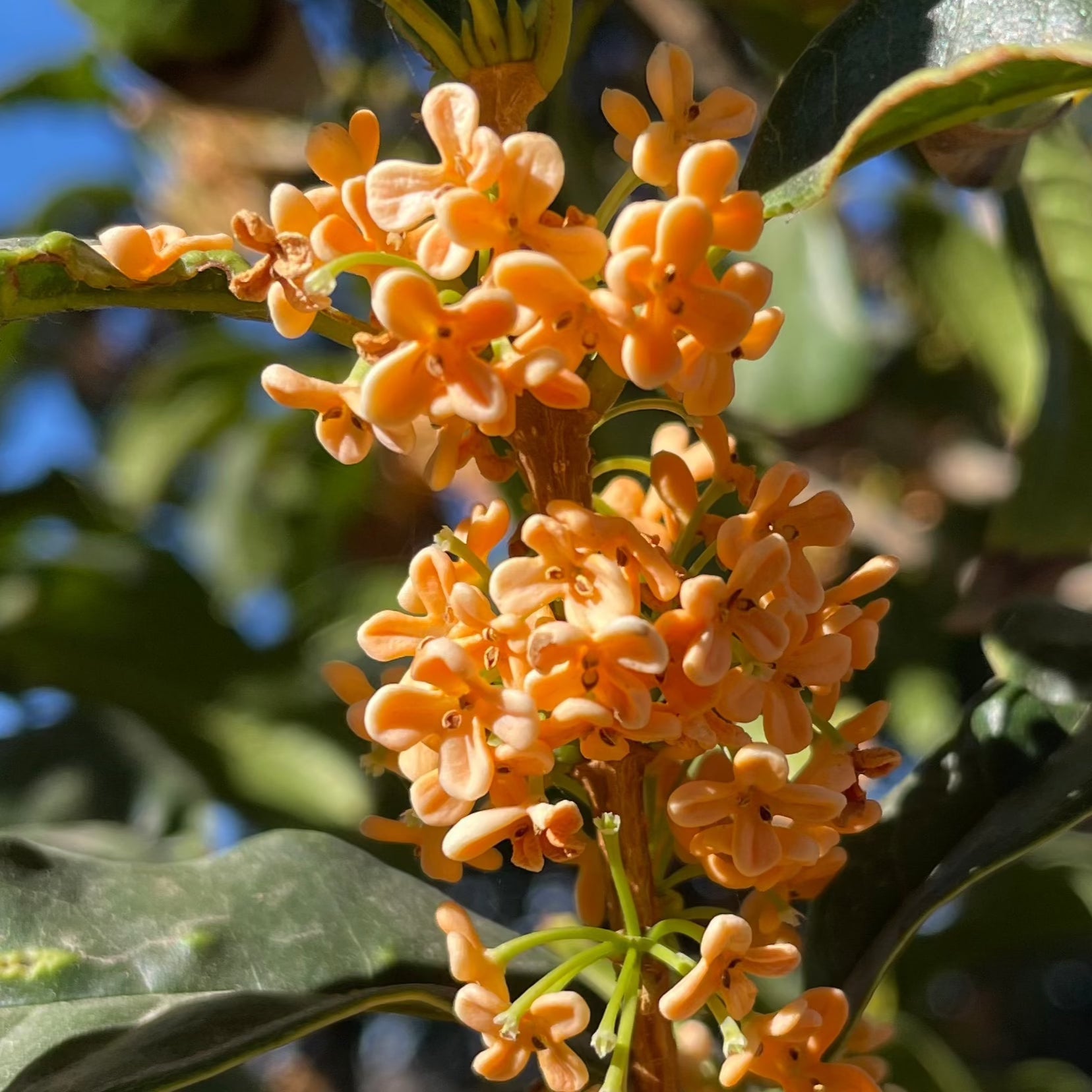 Close-up of orange flowers on an Osmanthus fragrans ‘Aurantiacus’ branch with green leaves.