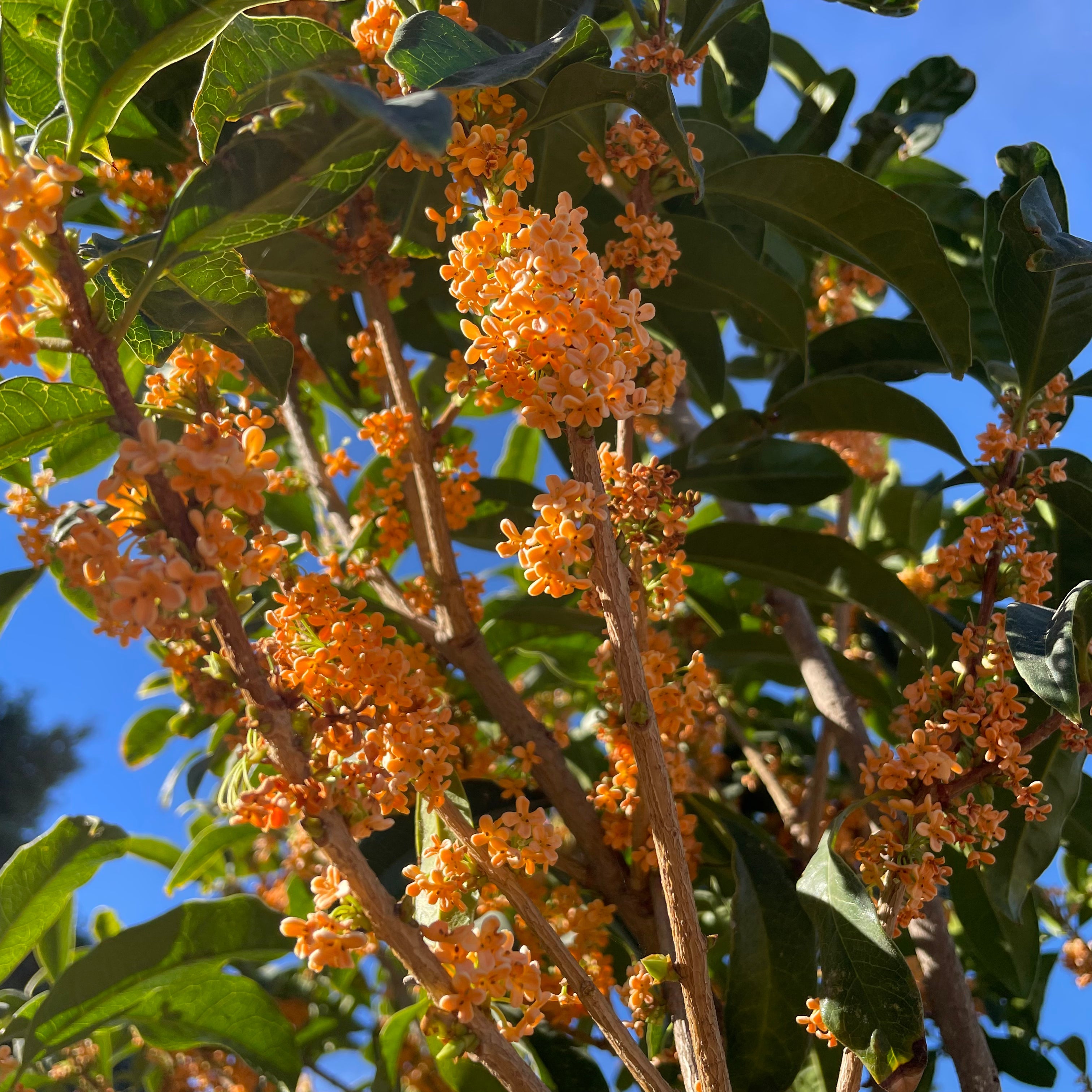 Osmanthus Orange flowers on a tree branch with green leaves against a blue sky.