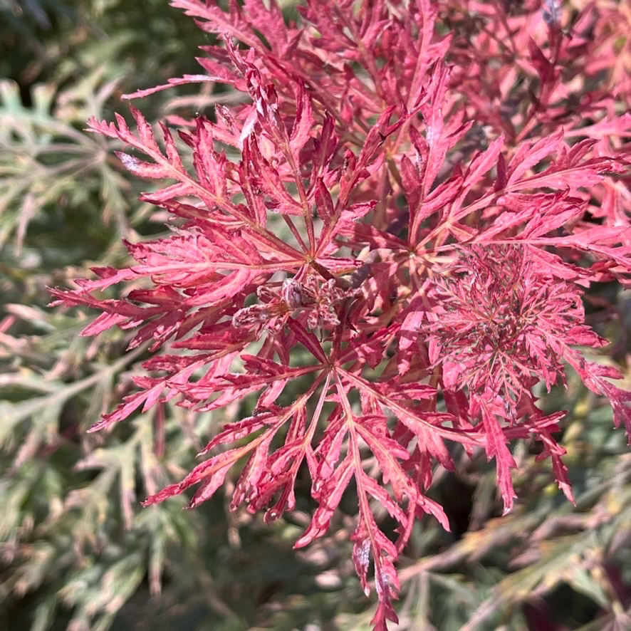 Close-up of Orangeola Lace Japanese Maple with red and green leaves
