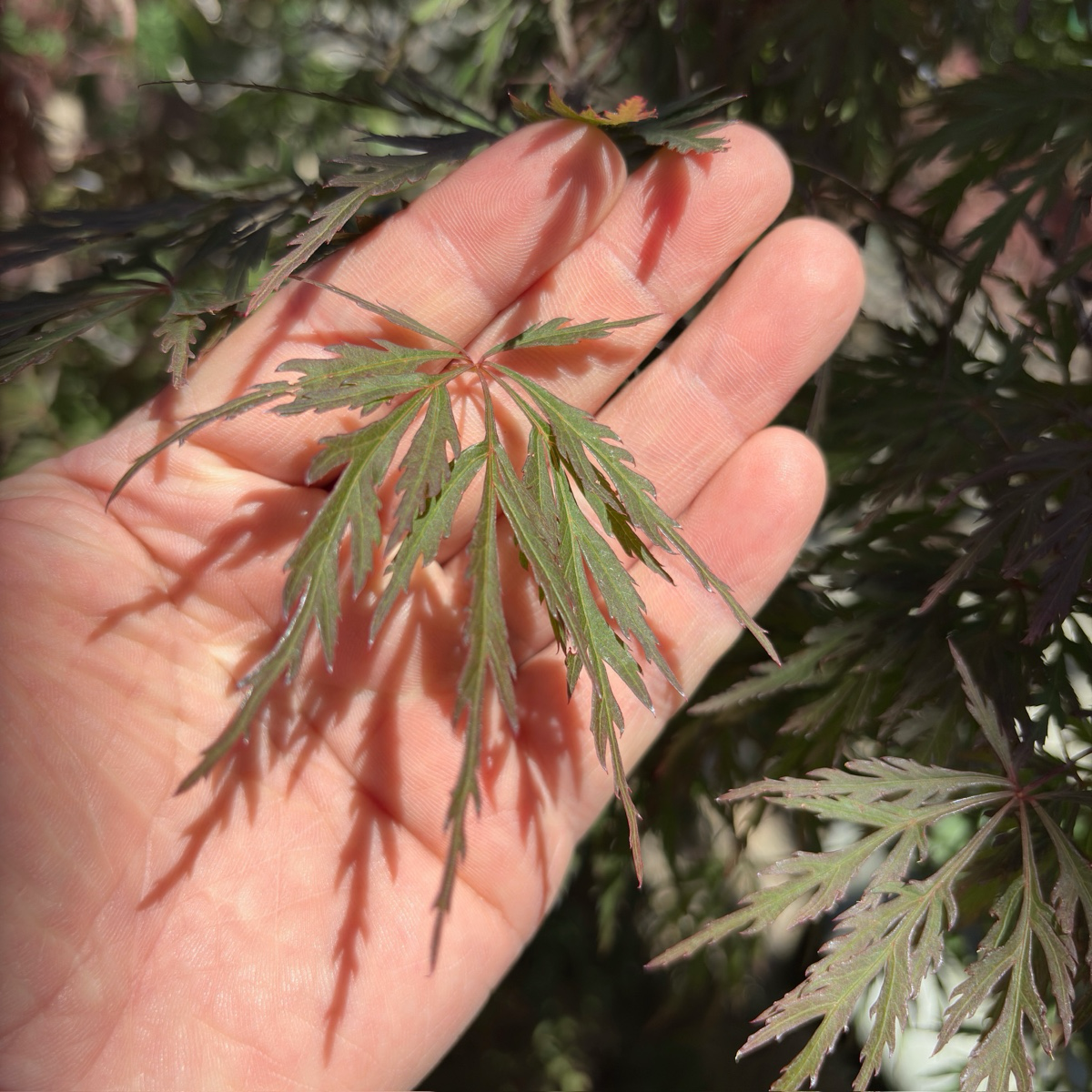 Hand holding Orangeola Lace Japanese Maple leaves 