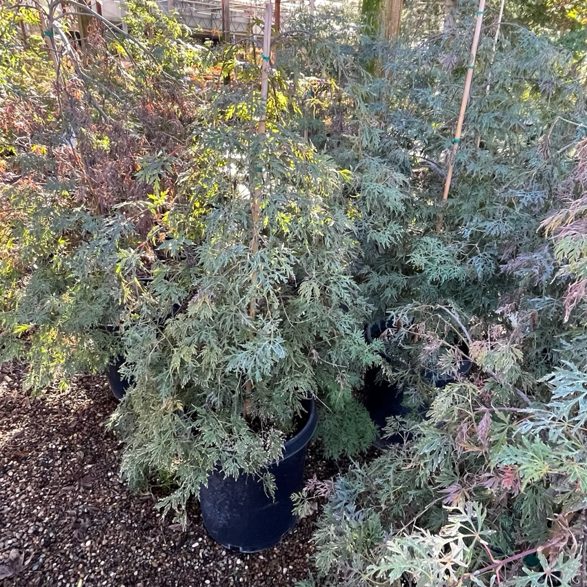 Potted Orangeola Lace Japanese Maple 