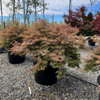 Orangeola Lace Japanese Maple