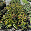 Oregon Grape
