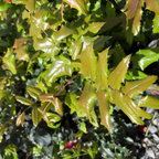 Oregon Grape