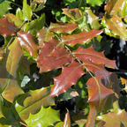 Oregon Grape