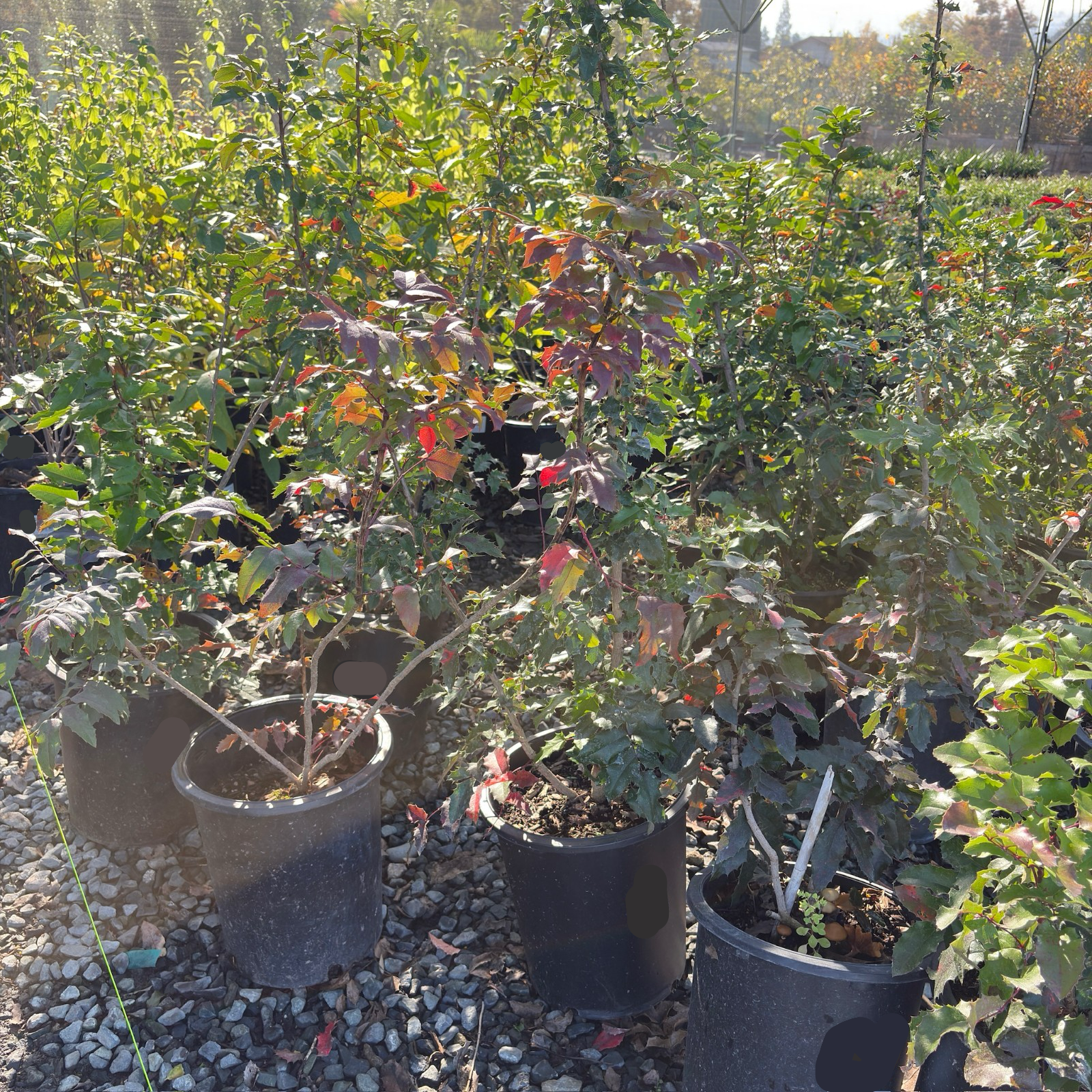 Oregon Grape Holly